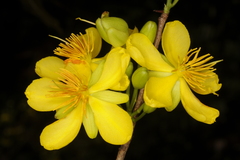 Ochna lanceolata